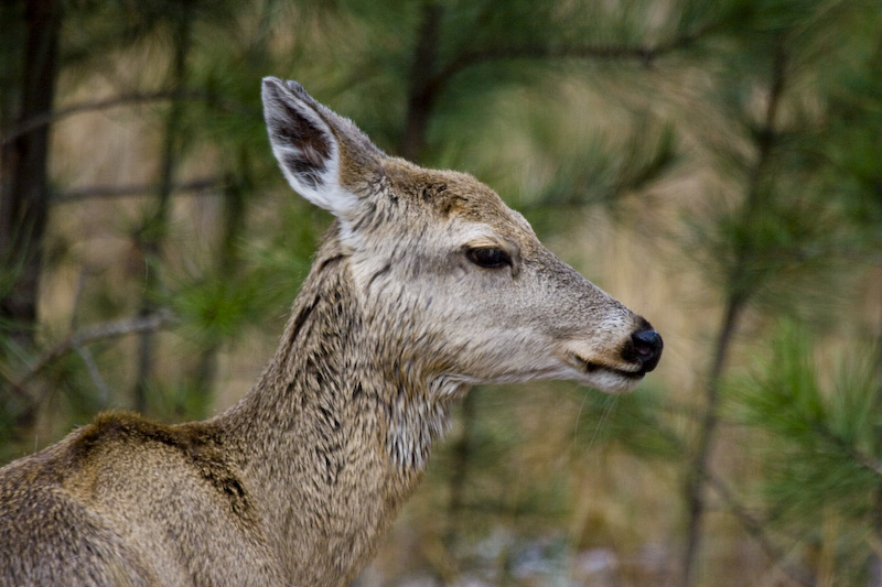 Mule Deer